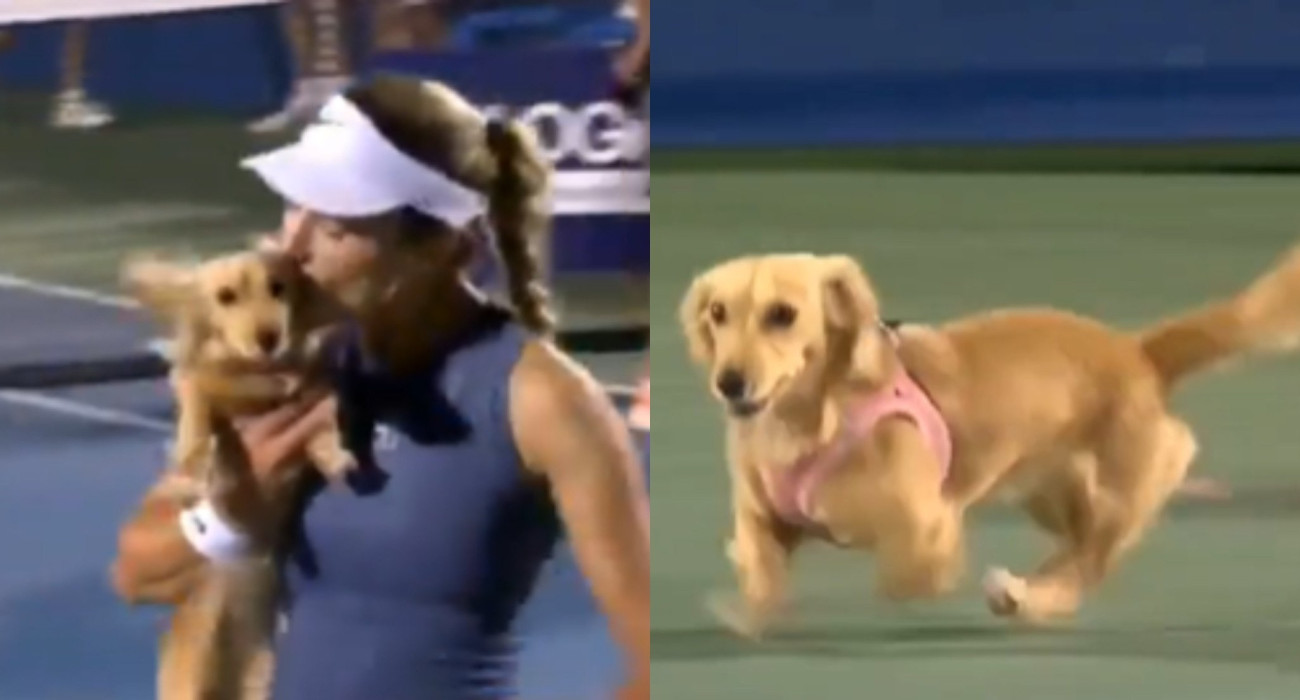 Το σκυλάκι της Άννα Καλίνσκαγια / Screenshot