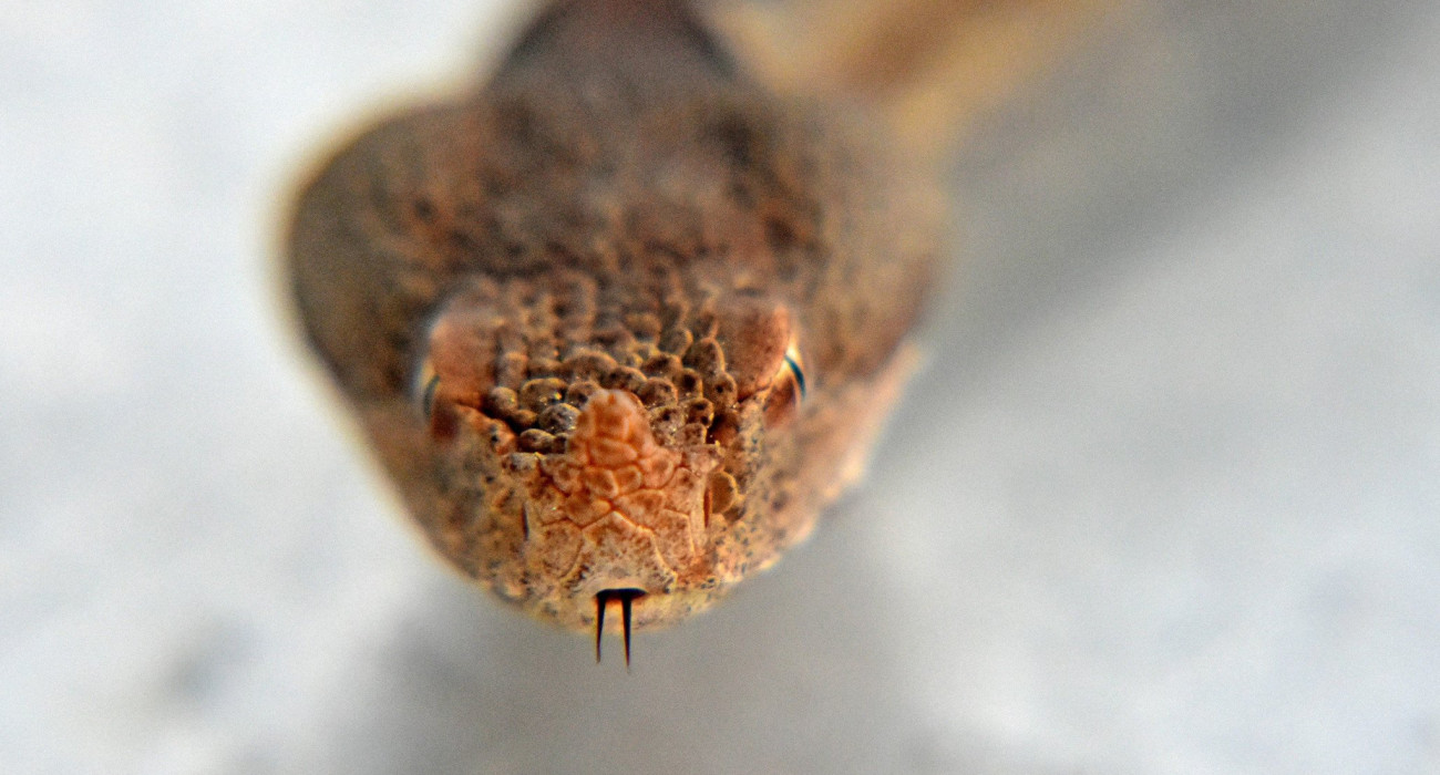 Οχιά / Πηγή: InTime