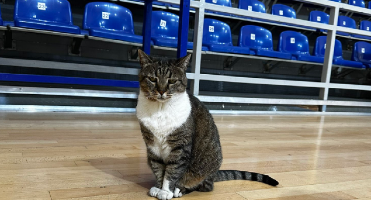 H γλυκύτατη Λιουμπίτσα της Χάλα Πιονίρ  / Πηγή: X - Мачка Љубица