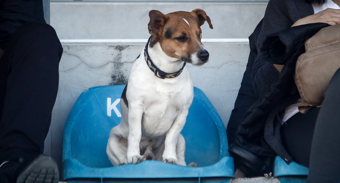 Το Μαρόκο κατηγορείται ότι θανατώνει αδέσποτα εν όψει του Μουντιάλ 2030
