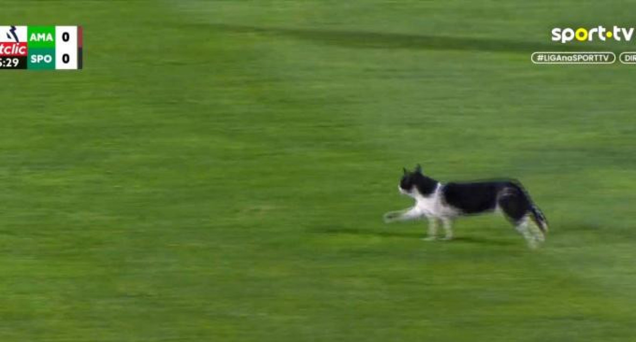 Η γάτα που διέκοψε το Αμαδόρα-Σπόρτινγκ / Screenshot