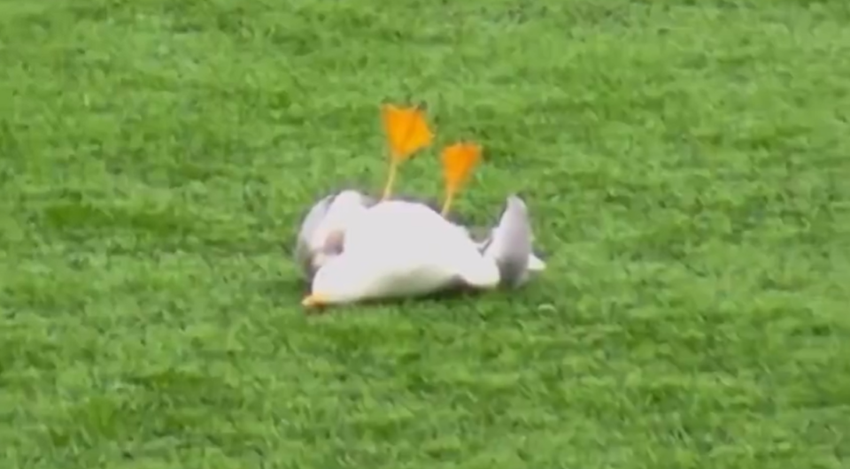 Νεκρός ο γλάρος που χτυπήθηκε από βολέ τερματοφύλακα - Βρέθηκε στα σκουπίδια από περαστικό