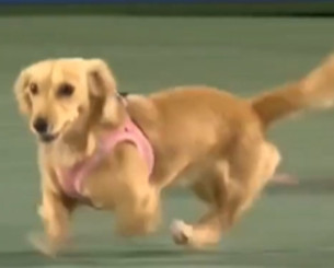 Σκυλάκι έκανε «εισβολή» σε κορτ (video)