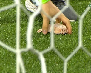 Οπαδοί της Παλμέιρας πέταξαν κεφάλια κοτόπουλου στον αγωνιστικό χώρο στο ντέρμπι με την Κορίνθιανς