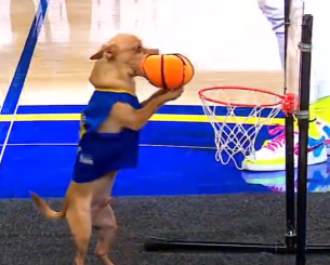 Σκύλος κάρφωσε σε παρκέ του NBA κι έγινε viral ! (video)