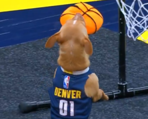 Σκύλος κάνει ακροβατικά και καρφώνει με φανέλα των Ντένβερ Νάγκετς! (video)