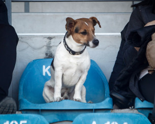 Το Μαρόκο κατηγορείται ότι θανατώνει αδέσποτα εν όψει του Μουντιάλ 2030