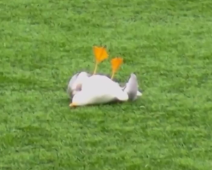 Τερματοφύλακας έριξε βολέ σε γλάρο κι άλλος παίκτης τον έσωσε με ΚΑΡΠΑ (video)