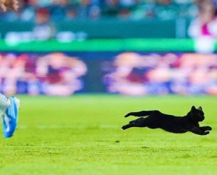 Μπήκε στο γήπεδο μαύρη γάτα, αποβλήθηκε ο Χάμες, τραυματίστηκε ο Ράμος (video)