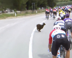 Απρόοπτο στον Γύρο ποδηλασίας της Ιταλίας: Κατσίκα... επιτέθηκε σε ποδηλάτη (video)