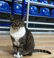 Πέθανε η θρυλική γάτα του Ερυθρού Αστέρα