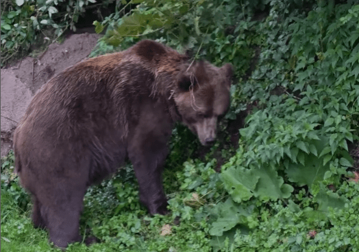 Γιατί ο Παναθηναϊκός παρουσίασε την ενδεκάδα του με μία... αρκούδα (video)