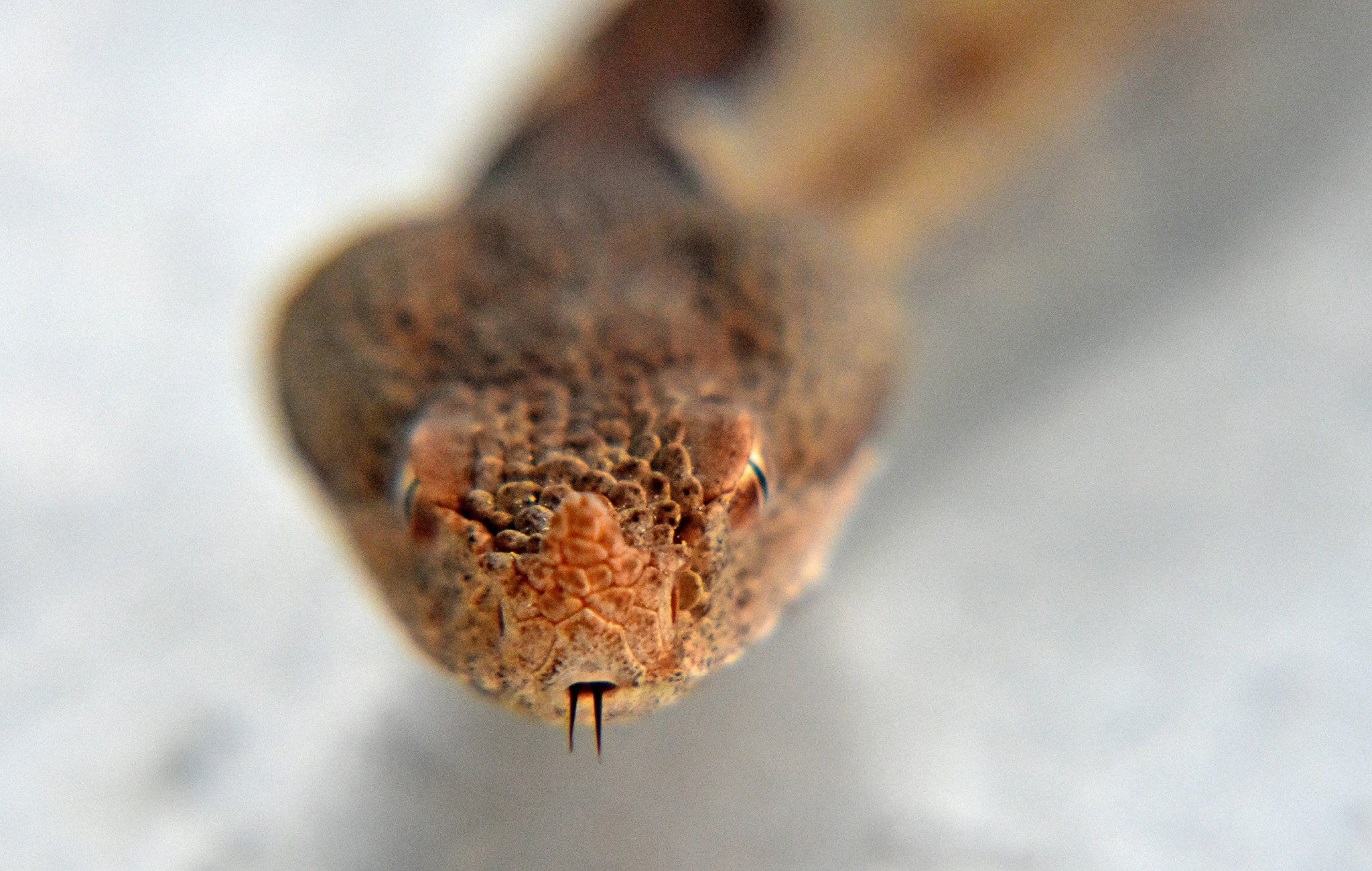 Σοκαριστικό συμβάν στη Λαμία - Οχιά δάγκωσε ποδοσφαιριστή