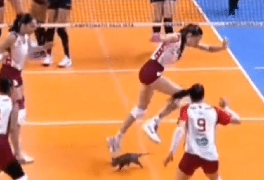 Απίστευτο σκηνικό στη Βραζιλία: Οπόσουμ εισέβαλε στο γήπεδο σε αγώνα βόλεϊ (video)