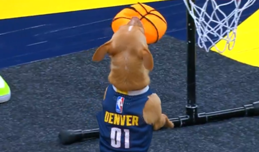 Σκύλος κάνει ακροβατικά και καρφώνει με φανέλα των Ντένβερ Νάγκετς! (video)