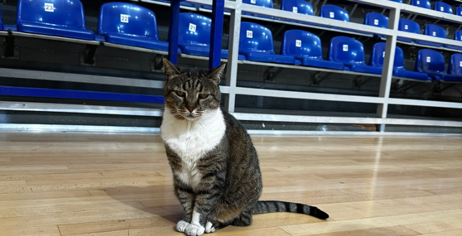 Πέθανε η θρυλική γάτα του Ερυθρού Αστέρα