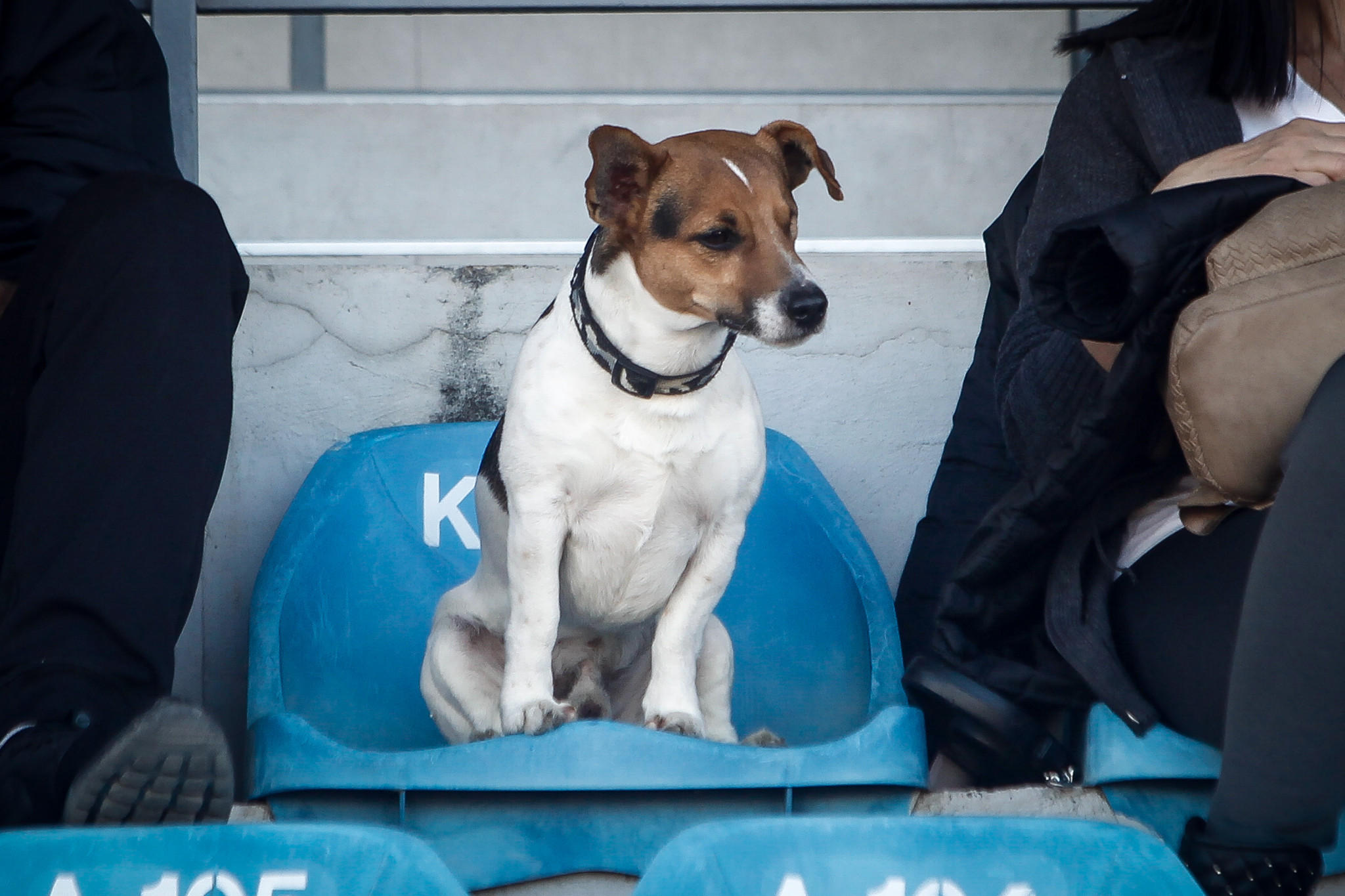 Το Μαρόκο κατηγορείται ότι θανατώνει αδέσποτα εν όψει του Μουντιάλ 2030