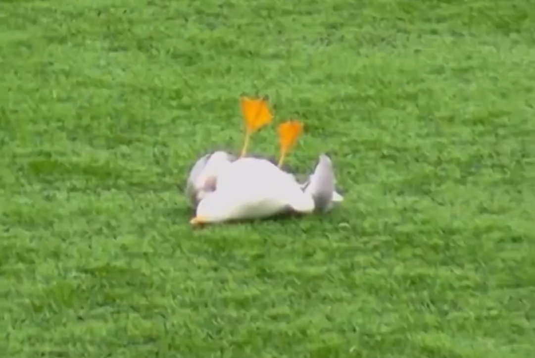 Νεκρός ο γλάρος που χτυπήθηκε από βολέ τερματοφύλακα - Βρέθηκε στα σκουπίδια από περαστικό