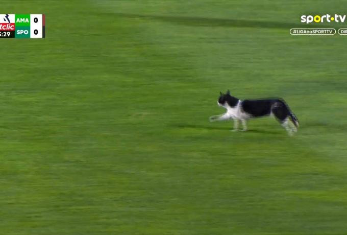 Απρόσμενος επισκέπτης: Μια γάτα διέκοψε προσωρινά το Αμαδόρα-Σπόρτινγκ Λισαβόνας (video)