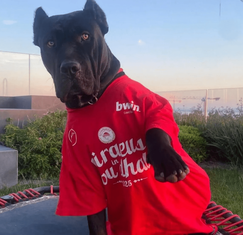 Μεγάλη η πέραση της πανηγυρικής μπλούζας του Ολυμπιακού, στα «ερυθρόλευκα» και ο σκύλος του Μιλουτίνοφ