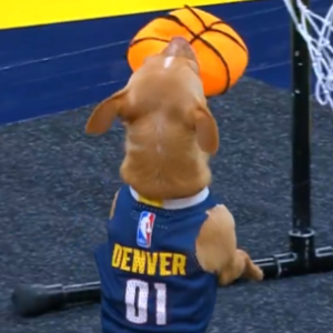 Σκύλος κάνει ακροβατικά και καρφώνει με φανέλα των Ντένβερ Νάγκετς! (video)