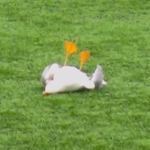 Τερματοφύλακας έριξε βολέ σε γλάρο κι άλλος παίκτης τον έσωσε με ΚΑΡΠΑ (video)