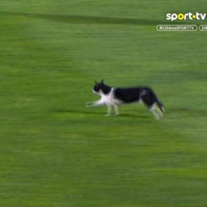 Απρόσμενος επισκέπτης: Μια γάτα διέκοψε προσωρινά το Αμαδόρα-Σπόρτινγκ Λισαβόνας (video)